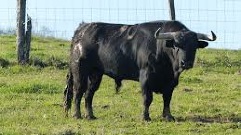 Journée taurine du 22 septembre 