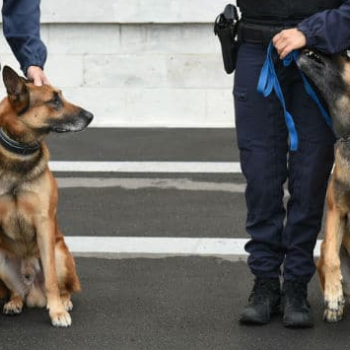 Gendarme chien.PNG