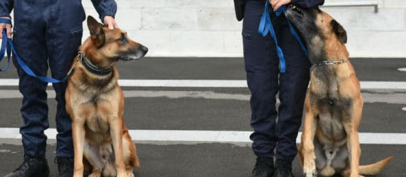 Un rendez-vous pour découvrir les équipes cynophiles de la gendarmerie 