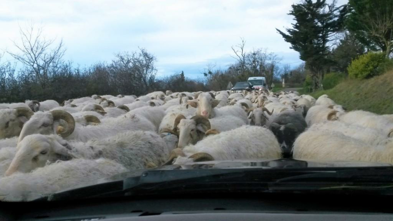 La Route de la transhumance arrive
