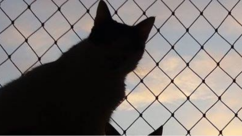 Chatons : ils ont besoin de nous