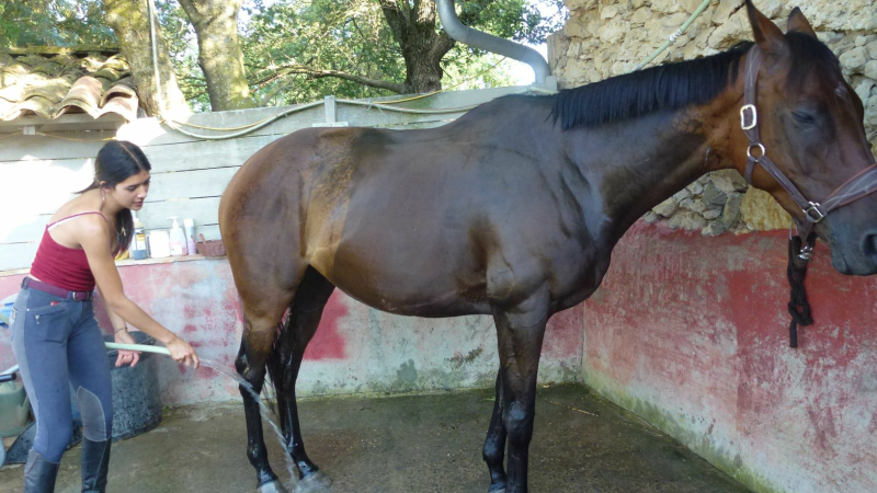 Venez découvrir le centre équestre et ses chevaux
