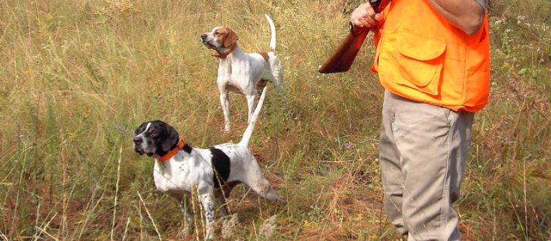 La passion de la chasse avec la complicité de fidèles compagnons, les chiens