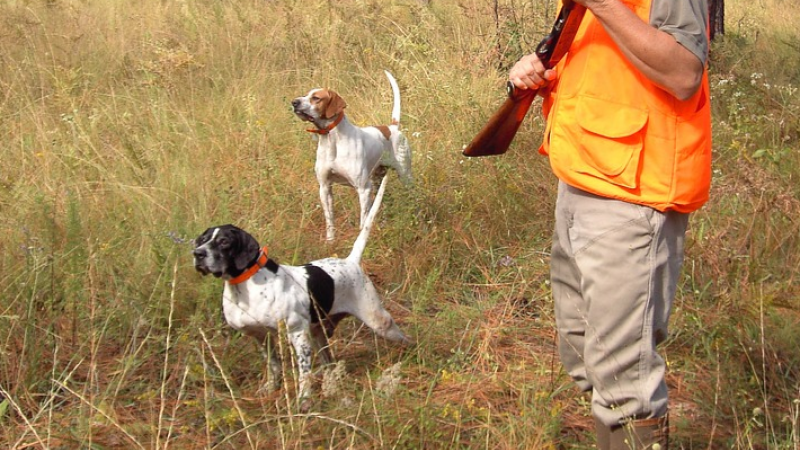 La passion de la chasse avec la complicité de fidèles compagnons, les chiens
