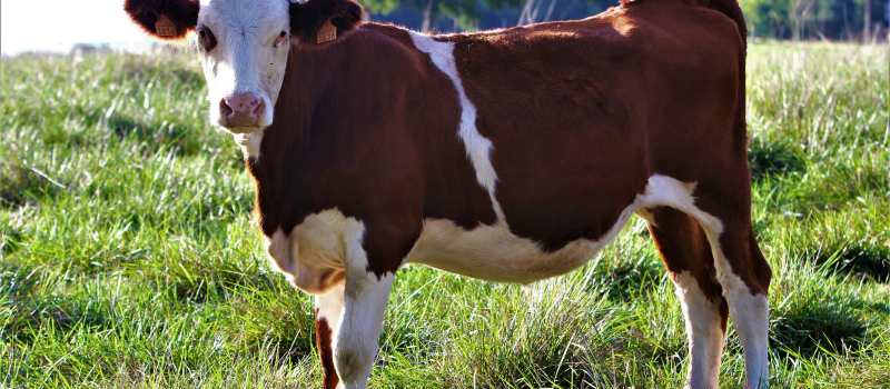 Agriculture : stages de formation à venir