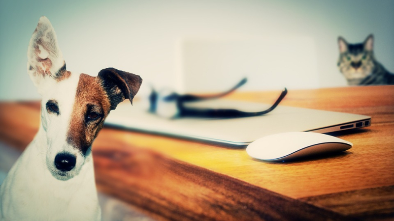 Palmarès 2019 des noms d'animaux de compagnie