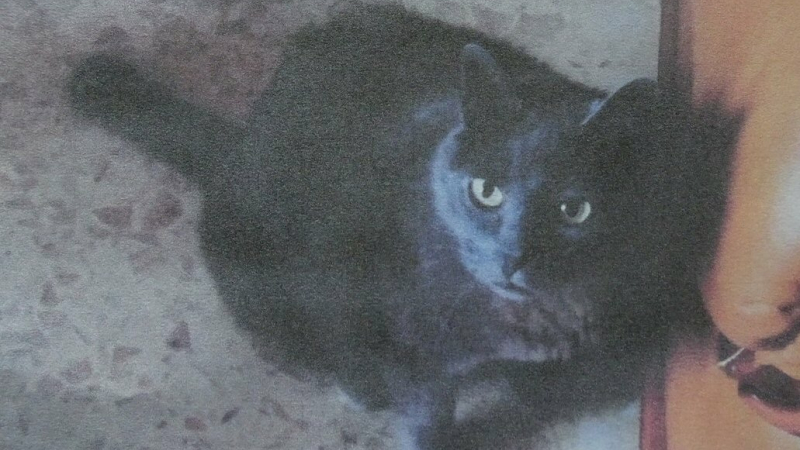 Chat perdu à proximité de la déchetterie