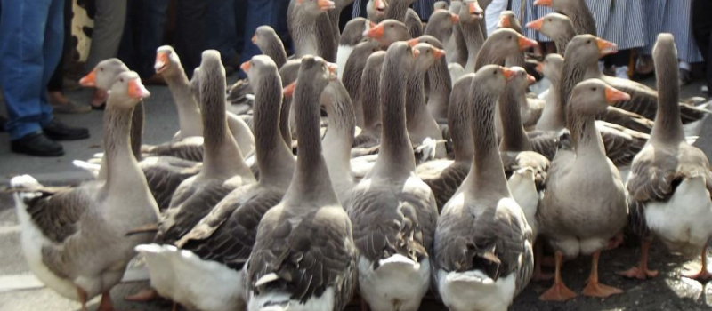 Foire aux oies, le dimanche 20 octobre