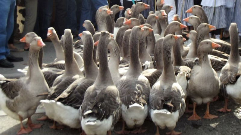 Foire aux oies, le dimanche 20 octobre