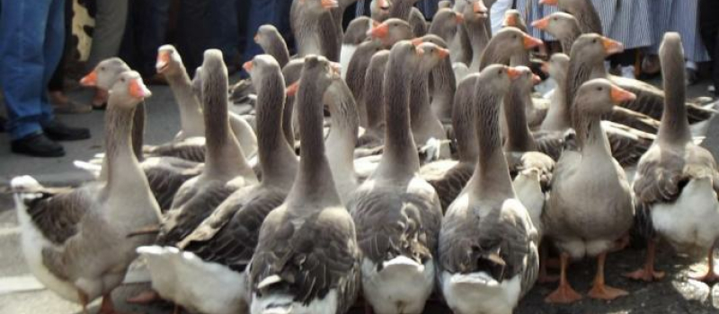 La foire aux oies d'autrefois