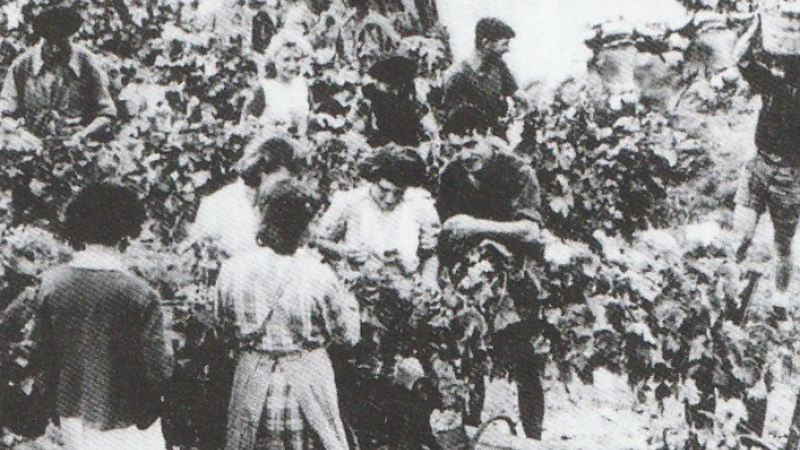 Vendanges avec "nauquets" et "semaous"