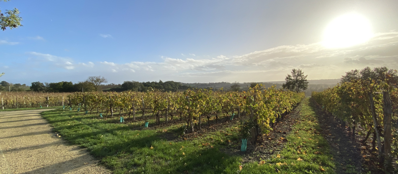 Le vigneron qui fait de sa vie un rêve, et d'un rêve une réalité.