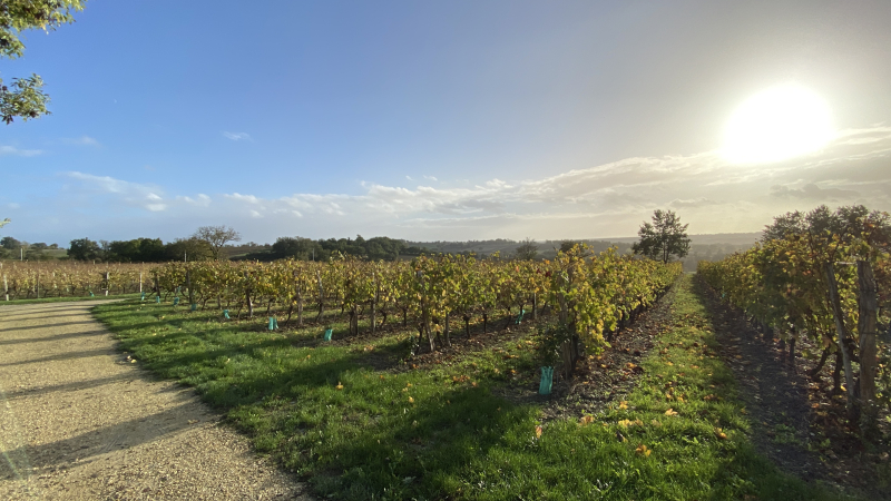Le vigneron qui fait de sa vie un rêve, et d'un rêve une réalité.