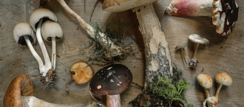 Champignons : attention aux risques d’intoxication ! 