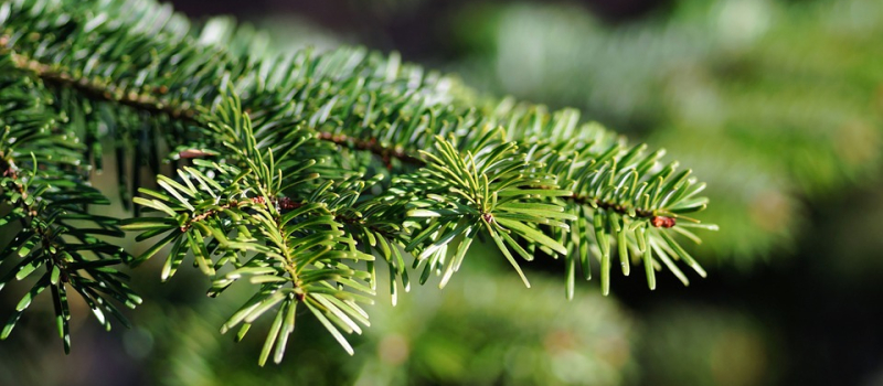 Mon beau sapin...
