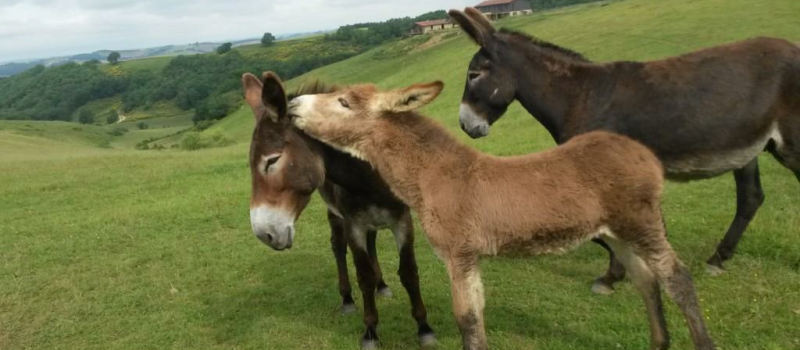 La Ferme du Hitton vedette de "Tandem en Occitanie"