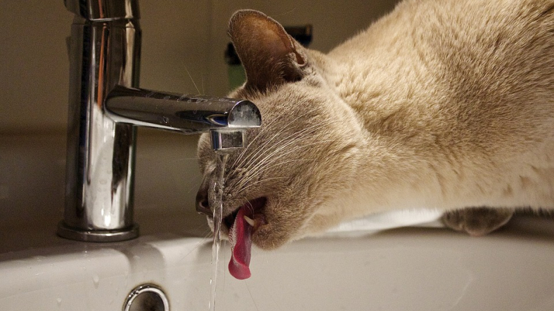 Trigone vous informe : coupure d'eau