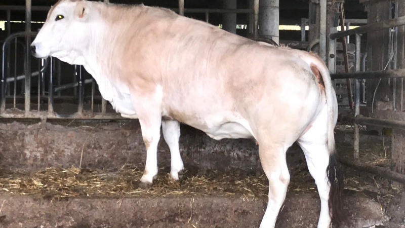 La viande de notre région à privilégier