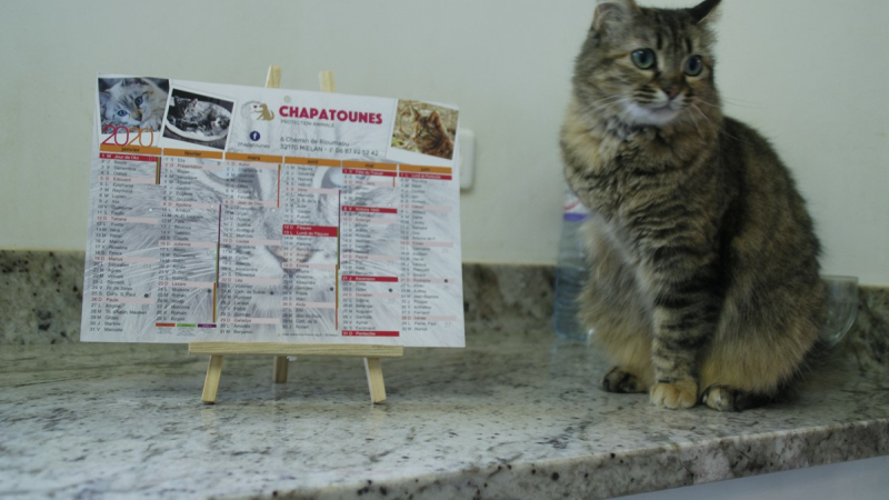 Demandez le calendrier Chapatounes 2020.