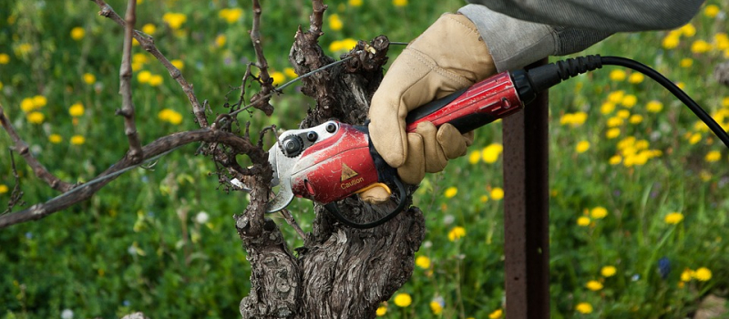 Le travail saisonnier dans le vignoble gersois