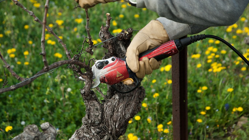 Le travail saisonnier dans le vignoble gersois