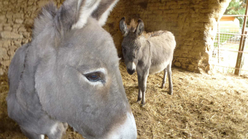 Les animaux de ferme ont leur refuge 