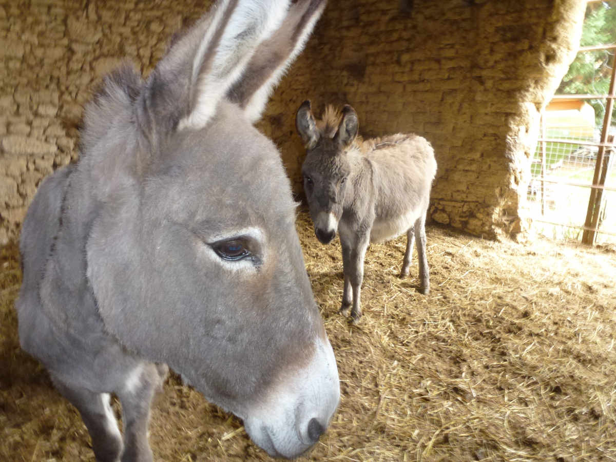 Chipie, la maman, avec sa June en arrière-plan  June recherche une famille pour sa vie future.