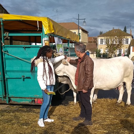 vache mirandaise 1.jpg