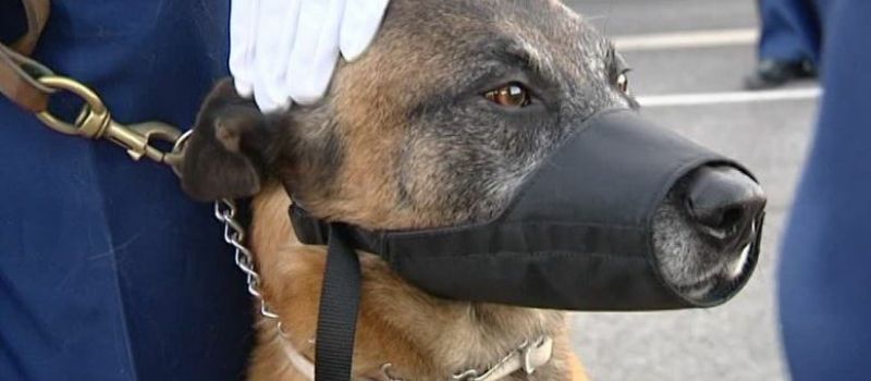 Deux jeunes filles agressées par un chien