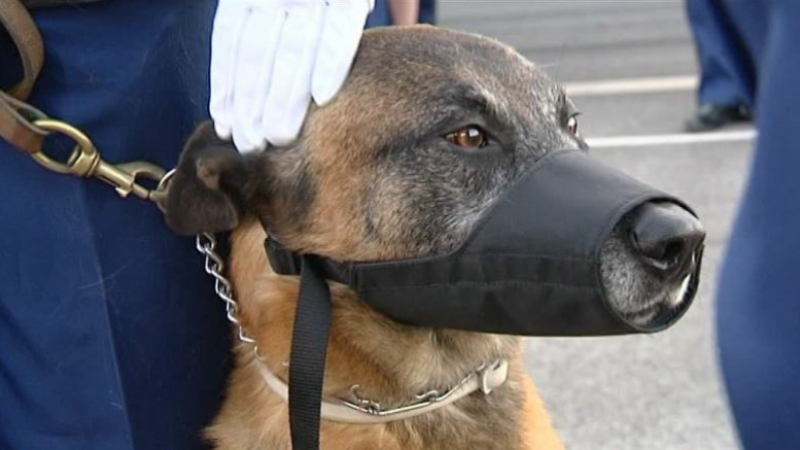 Deux jeunes filles agressées par un chien