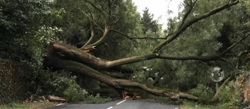 Le point sur les intempéries : arbres déracinés et routes inondées souvent impraticables