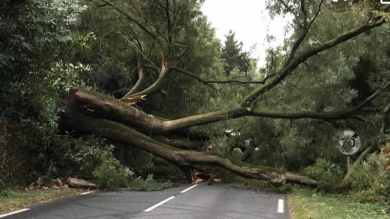 Le point sur les intempéries : arbres déracinés et routes inondées souvent impraticables