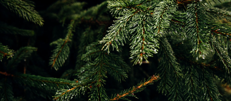 Une seconde vie pour vos sapins de Noël