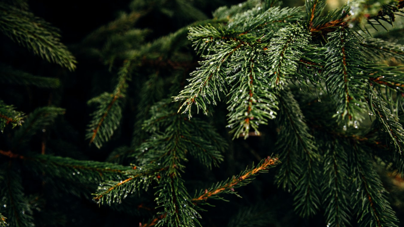 Une seconde vie pour vos sapins de Noël