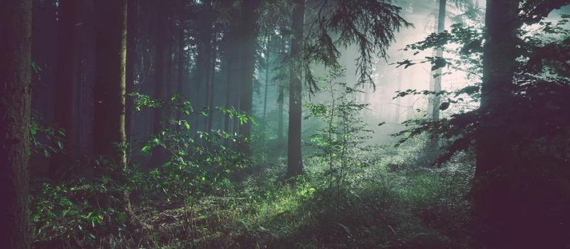 Rencontres forestières en février