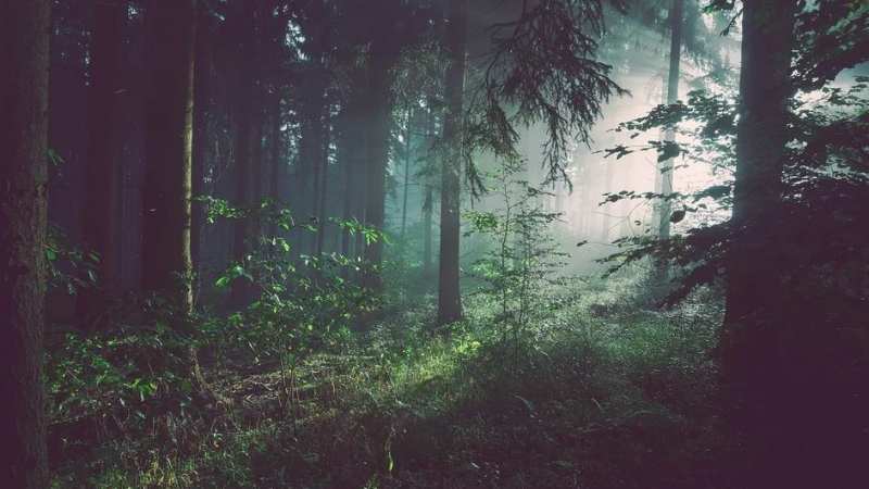 Rencontres forestières en février