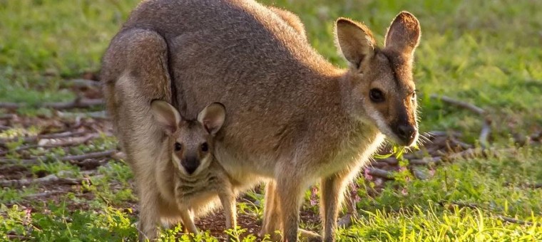 Coudre Pour Aider Les Bebes Kangourous Orphelins En Australie Le Journal Du Gers Journal D Actualites En Ligne Et En Continu Traitant De L Actu D Auch Et Du Gers