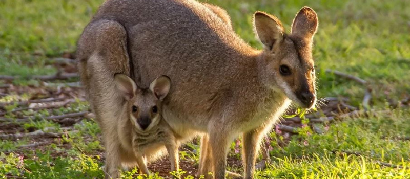 Coudre pour aider les bébés kangourous orphelins en Australie