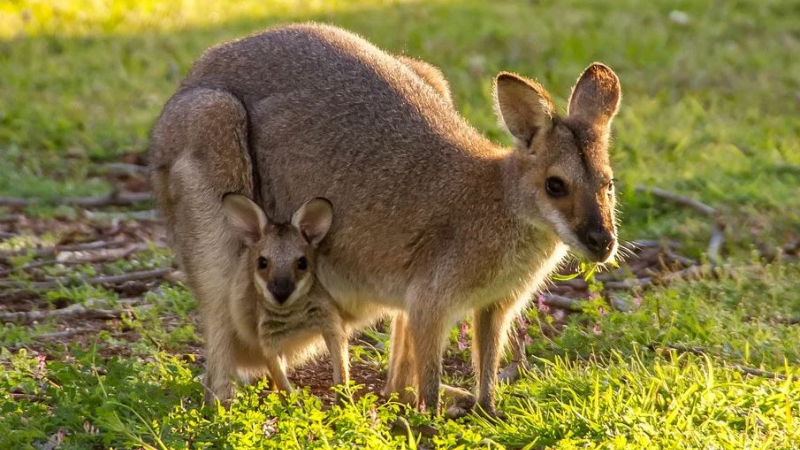 Coudre pour aider les bébés kangourous orphelins en Australie
