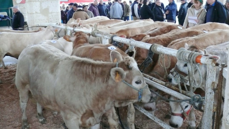 Foire au veaux : les inscriptions sont ouvertes