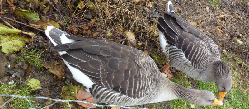 Influenza aviaire hautement pathogène (IAHP) en Europe de l'Est