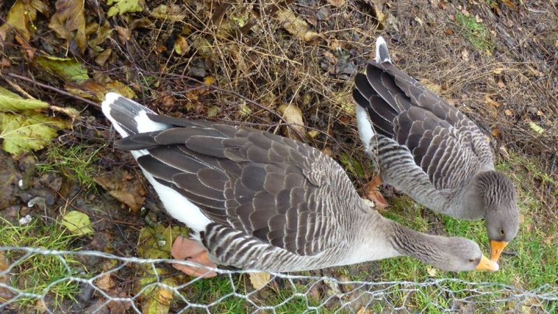 Influenza aviaire hautement pathogène (IAHP) en Europe de l'Est