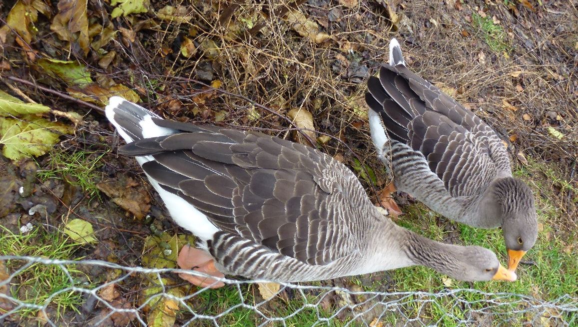 Des vrais Gersoises ! Photo DR