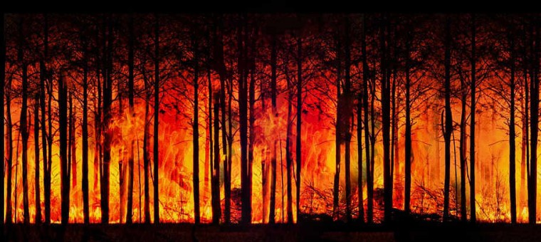 climate-change-thermometer-forest-fire-forest bis.jpg