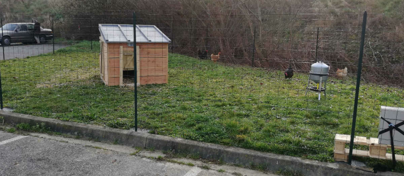 Des poules de luxe ?