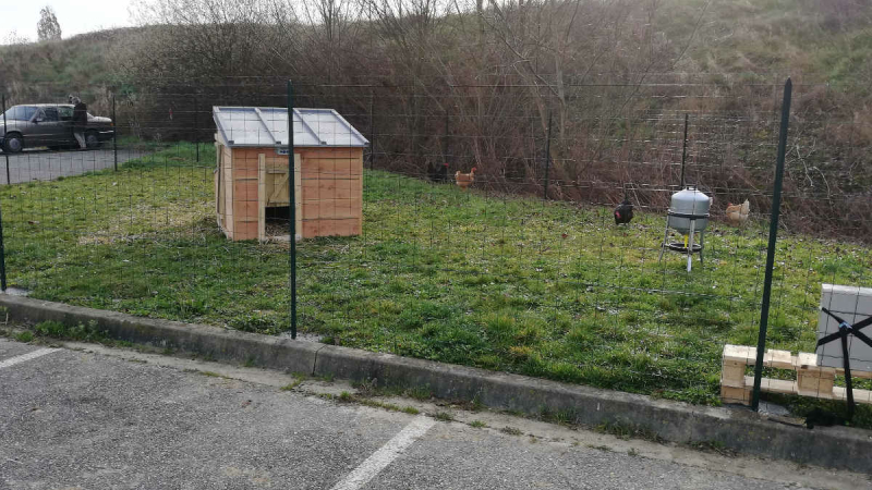 Des poules de luxe ?