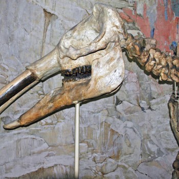 Gomphotheriumosborni fossile elephant.jpg
