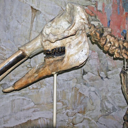 Gomphotheriumosborni fossile elephant.jpg