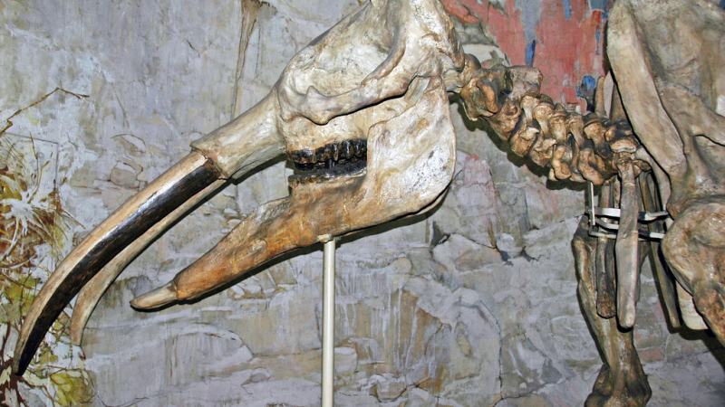 Les mastodontes de Simorre
