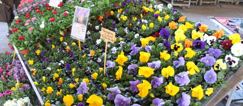 Un bon choix de date pour l'organisation du marché de la pépinière